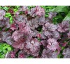 Гейхера Плам Пудинг (Plum Puding ®) C1